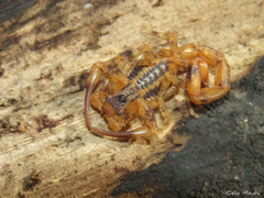 Tityus martinpaechi