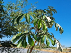 Cecropia pachystachya