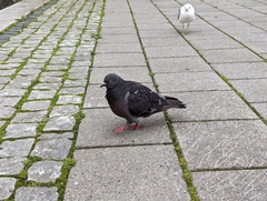 Columba livia domestica