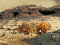 Tityus martinpaechi