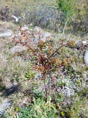 Spiraea alpina