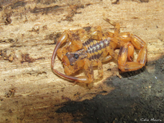 Tityus martinpaechi