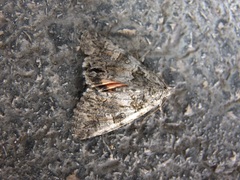 Olivenebula subsericata