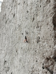 Glabridorsum stokesii