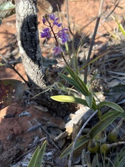 Epidendrum campestre