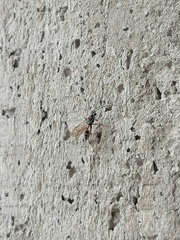 Glabridorsum stokesii