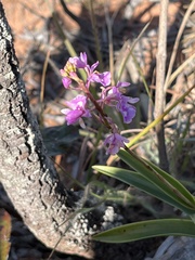 Epidendrum campestre