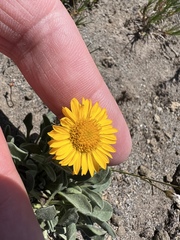 Erigeron aureus