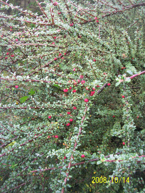 Cotoneaster integrifolius