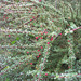 Cotoneaster integrifolius - Photo (c) Leonora Enking, algunos derechos reservados (CC BY-SA)