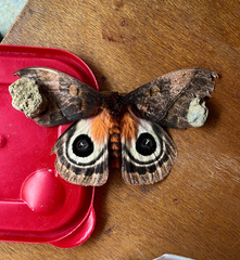 Automeris anikmeisterae