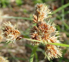 Cyperus thunbergii