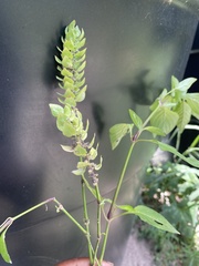 Lepidagathis alopecuroidea