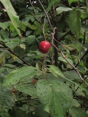 Prunus hortulana