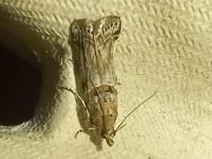 Gymnancyla ruscinonella