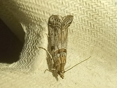 Gymnancyla ruscinonella