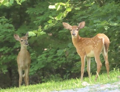 Odocoileus virginianus macrourus