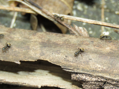 Dolichoderus bispinosus