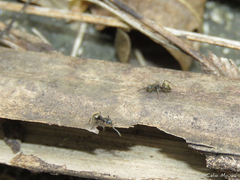 Dolichoderus bispinosus