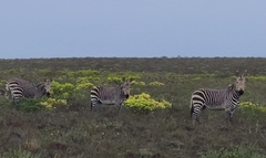 Equus zebra
