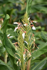 Hedychium spicatum
