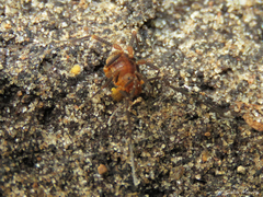 Escadabiidae