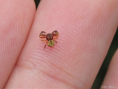 Epicadus trituberculatus