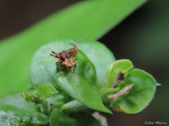 Epicadus trituberculatus