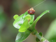 Epicadus trituberculatus