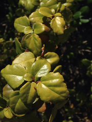 Ribes viburnifolium