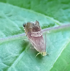 Grapholita delineana