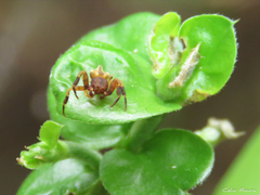 Epicadus trituberculatus