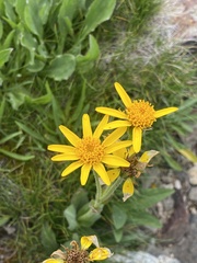 Arnica ovata