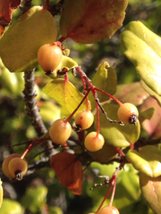 Ribes viburnifolium