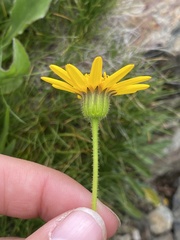 Arnica ovata
