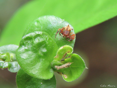 Epicadus trituberculatus