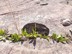 Ophioglossum pusillum