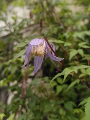 Clematis