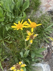 Arnica ovata