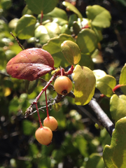 Ribes viburnifolium