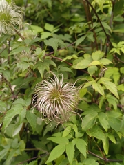 Clematis