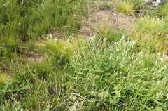 Hellmuthia membranacea