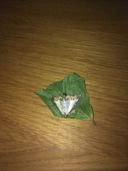 Cydalima perspectalis