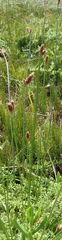 Hellmuthia membranacea