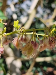 Heliocarpus americanus