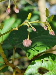 Heliocarpus americanus
