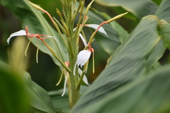 Hedychium spicatum