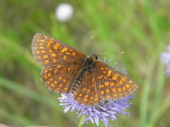 Melitaea britomartis