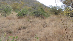 Hyaena hyaena dubbah