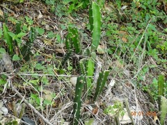 Acanthocereus tetragonus